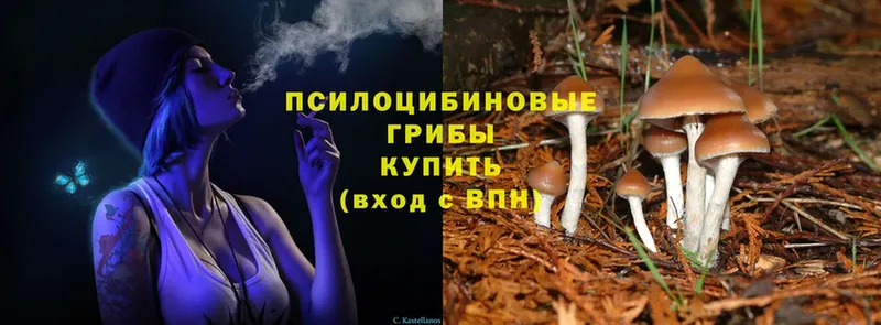 Галлюциногенные грибы Psilocybine cubensis  Дюртюли 